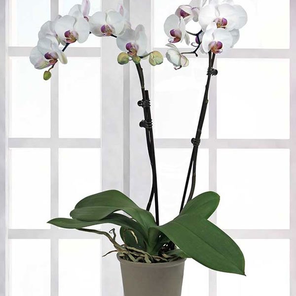 Perfect Peace Orchid Plant